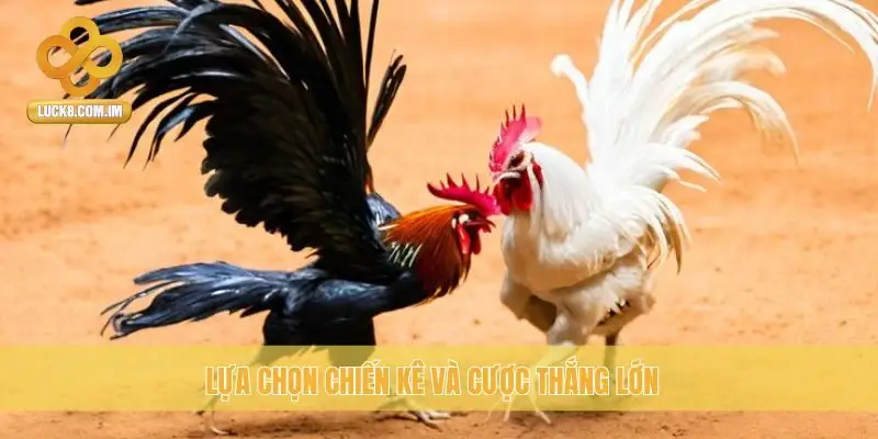 Lựa chọn chiến kê và cược thắng lớn